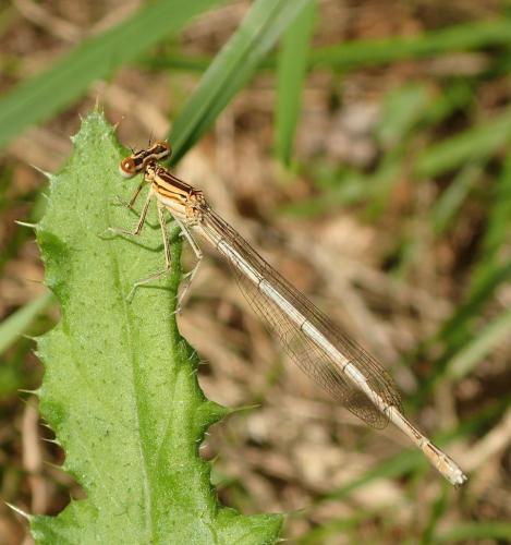 Réf. 269 446 : Platycnemis acutipennis